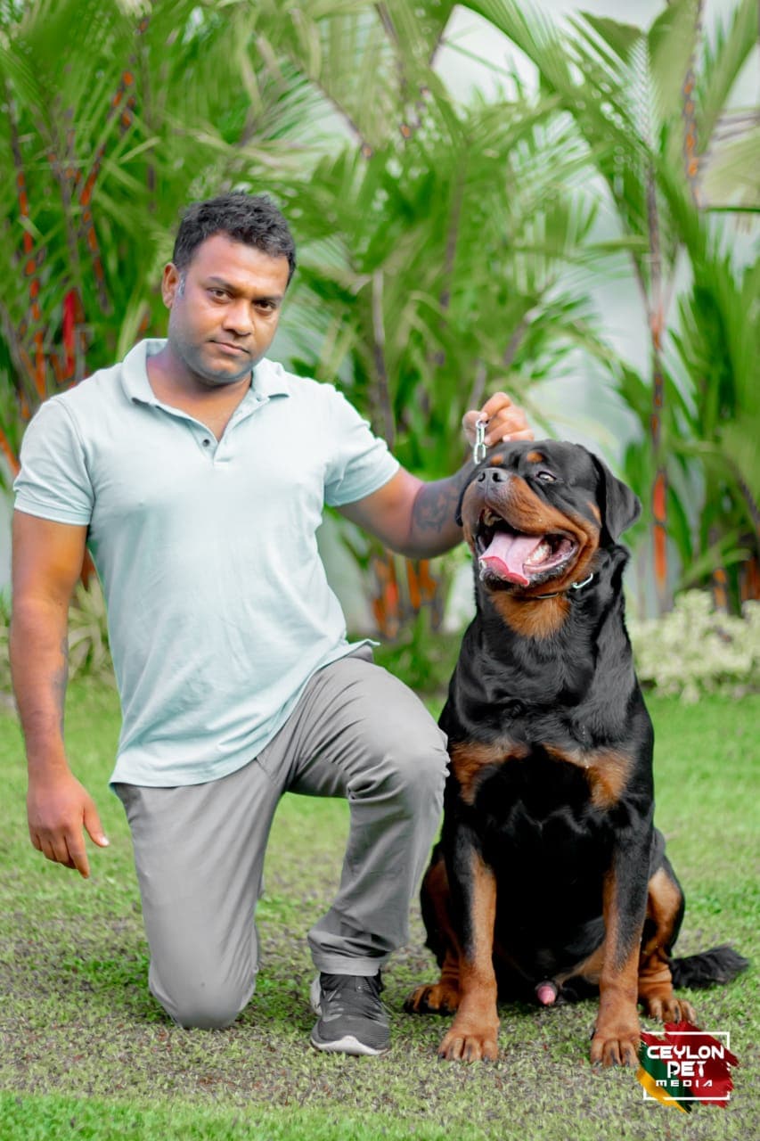Prince Hause of Andrics Lion