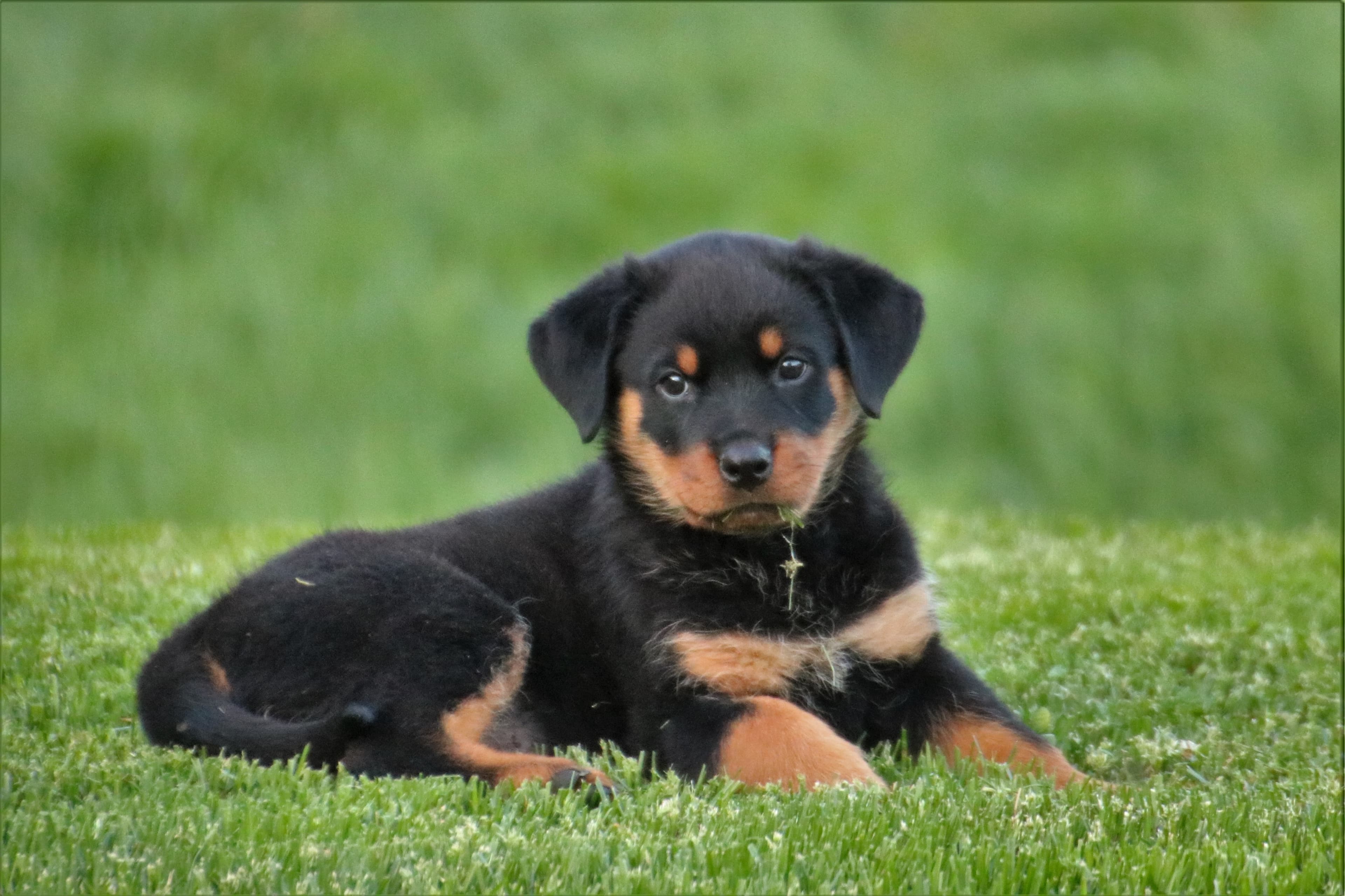 Max