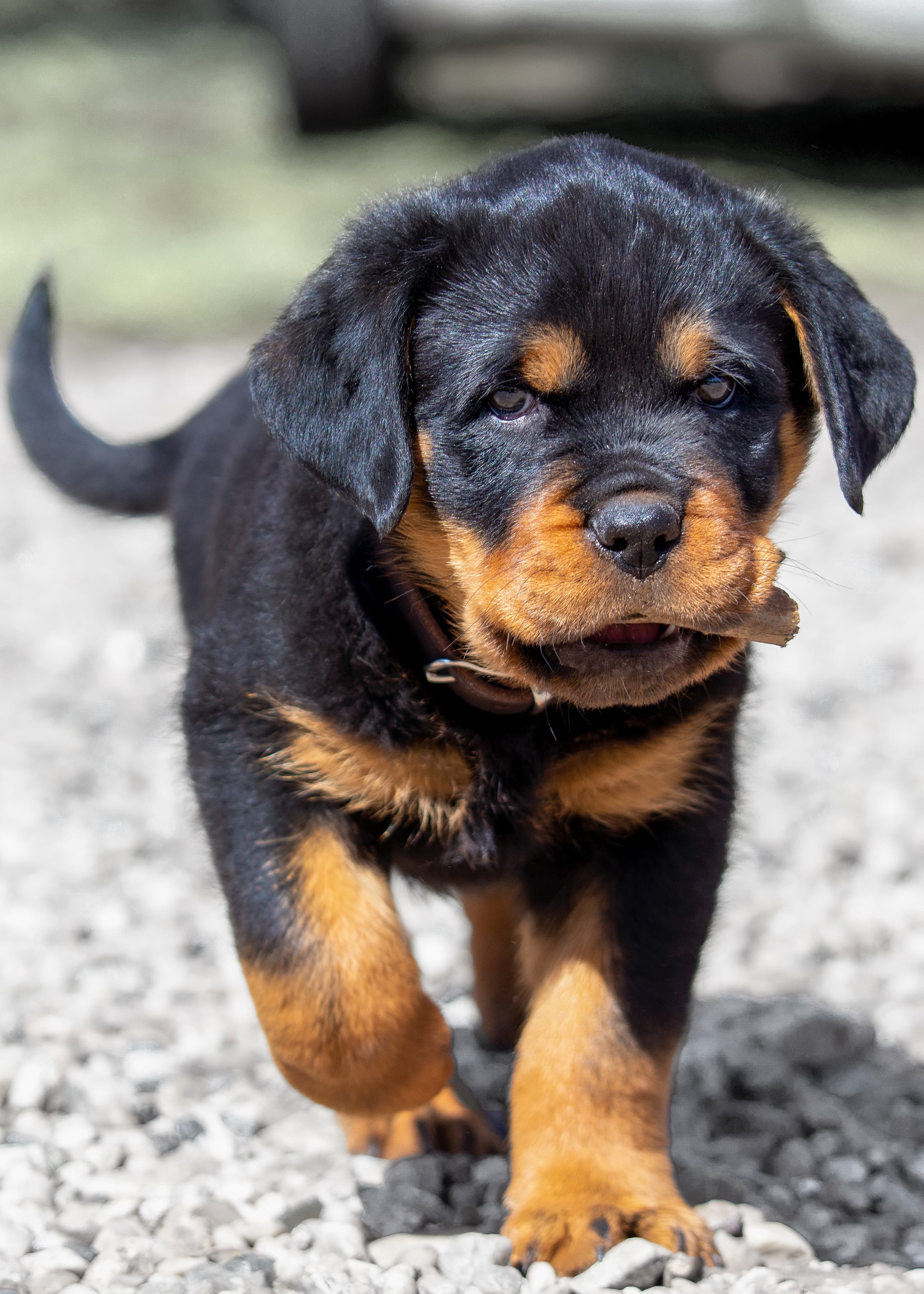 Rex