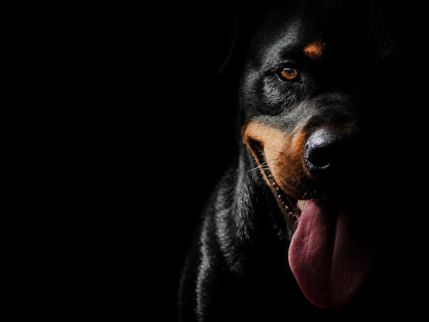Champion Rottweiler